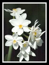 Narcissus Flower.
