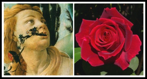 On the Left: Chloris. Detail "Primavera" by Sandro Botticelli.1478. On the Right: Rose Flower.