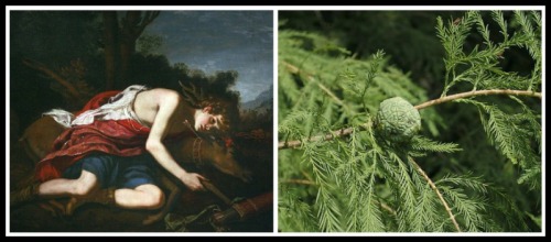 On the Left: "Cyparissus" (mourning his deer) by Jacopo Vignali. 1670. On the Right: Bald Cypress Leaves.