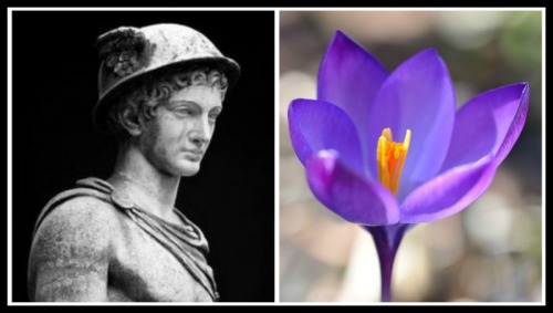 On the Left: "Mercury (Hermes)” Statue at the Museum Pio Clementino, Vatican. On the Right: Crocus Flower.