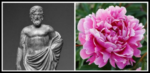 On the Left: Statuette of Paeon . 2nd century. On the Right: Peony, flower.