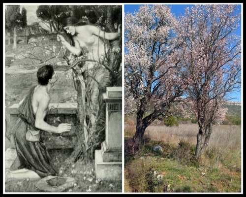 On the Left: "Phyllis and Demophoön" by John William Waterhouse. 19th century. On the Right: Almond Trees. 